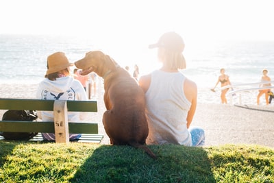 白天，短毛棕色狗坐在海滩附近穿着白色背心的人旁边